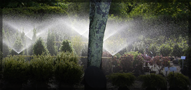 Sprinklers Watering Trees